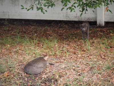 [A zoomed out view of the same cat showing the large female turtle about five feet away from the cat. This turtle's shell is approximately 18 inches in diameter.]
